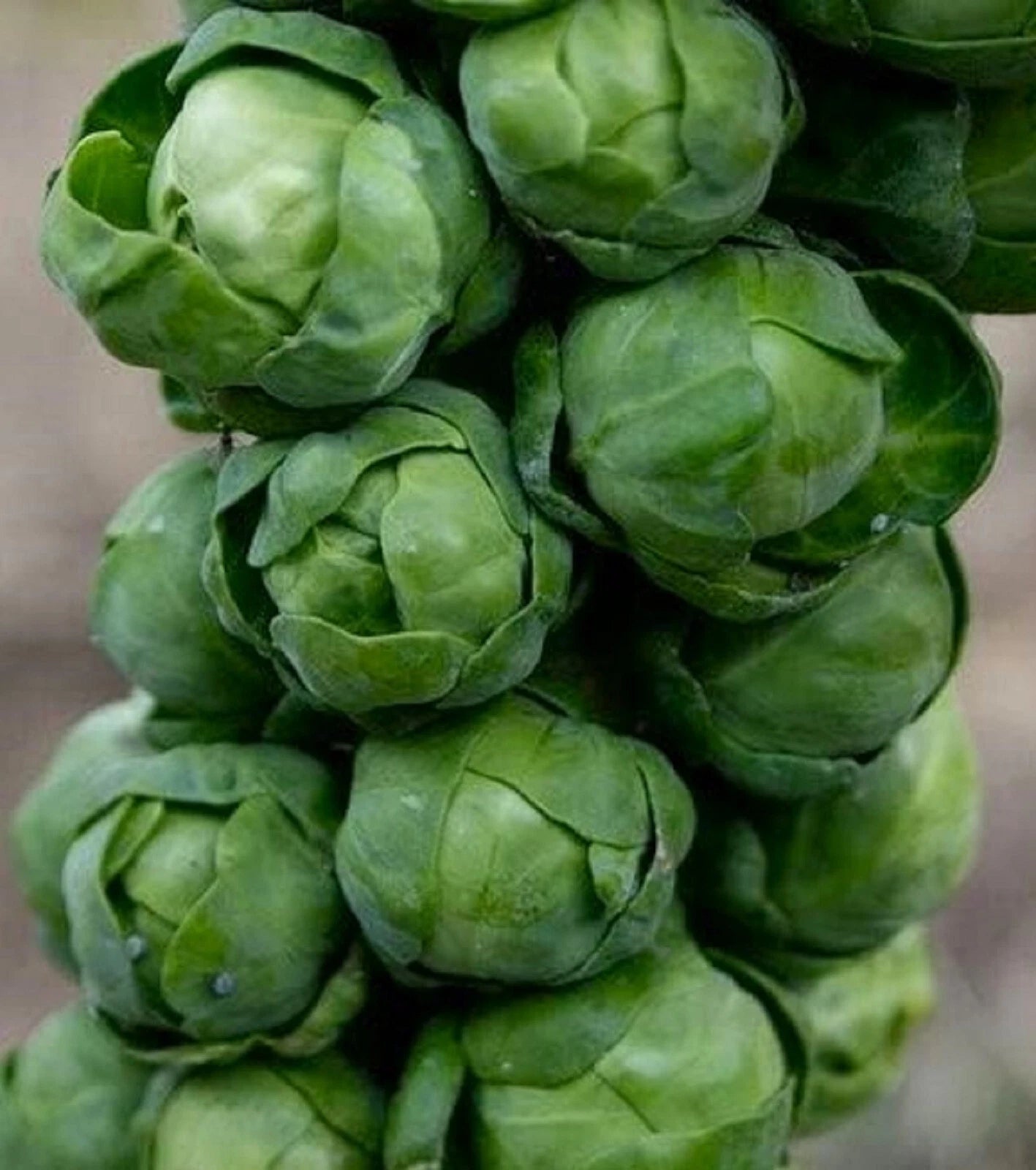 Brussels Sprout Seeds 200+ Non-GMO Long Island Variety - Perfect for Home Gardeners - Brassica oleracea