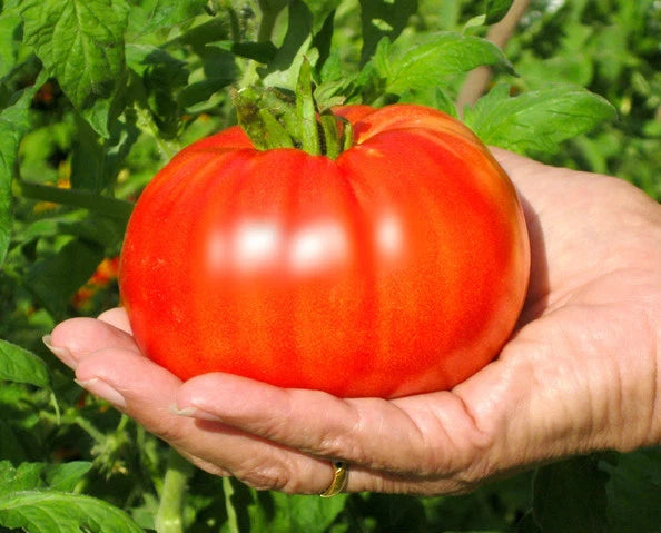 Bulk Beefsteak Tomato Seeds - Large Solid Variety for Slicing - Lycopersicon esculentum - 200 Seeds