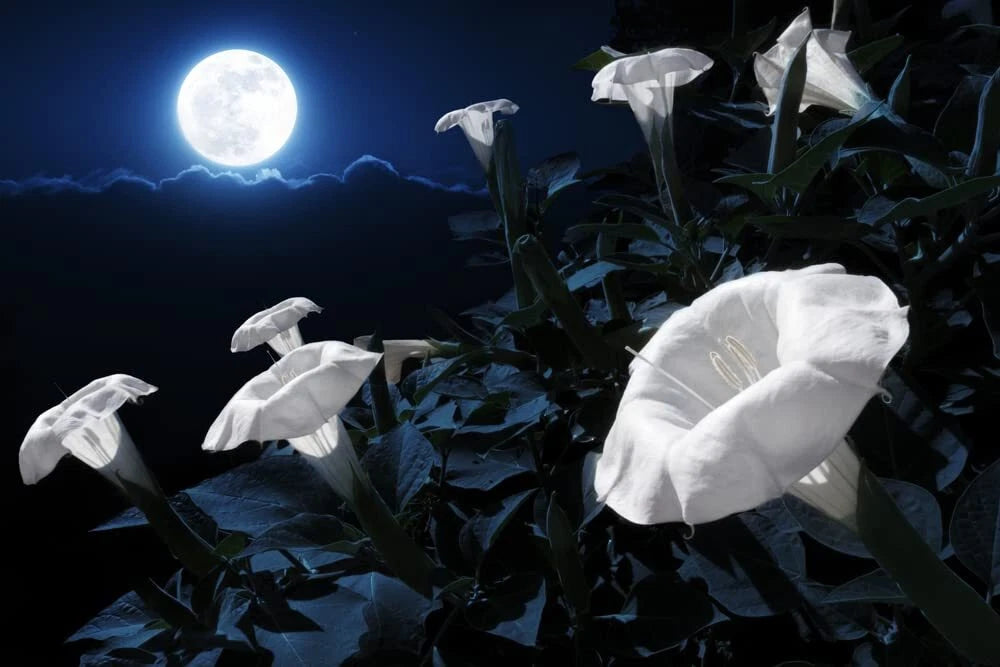 evening primrose flower seeds Midnight White Flower Seeds - 25 Count - Night-Blooming, Reflective