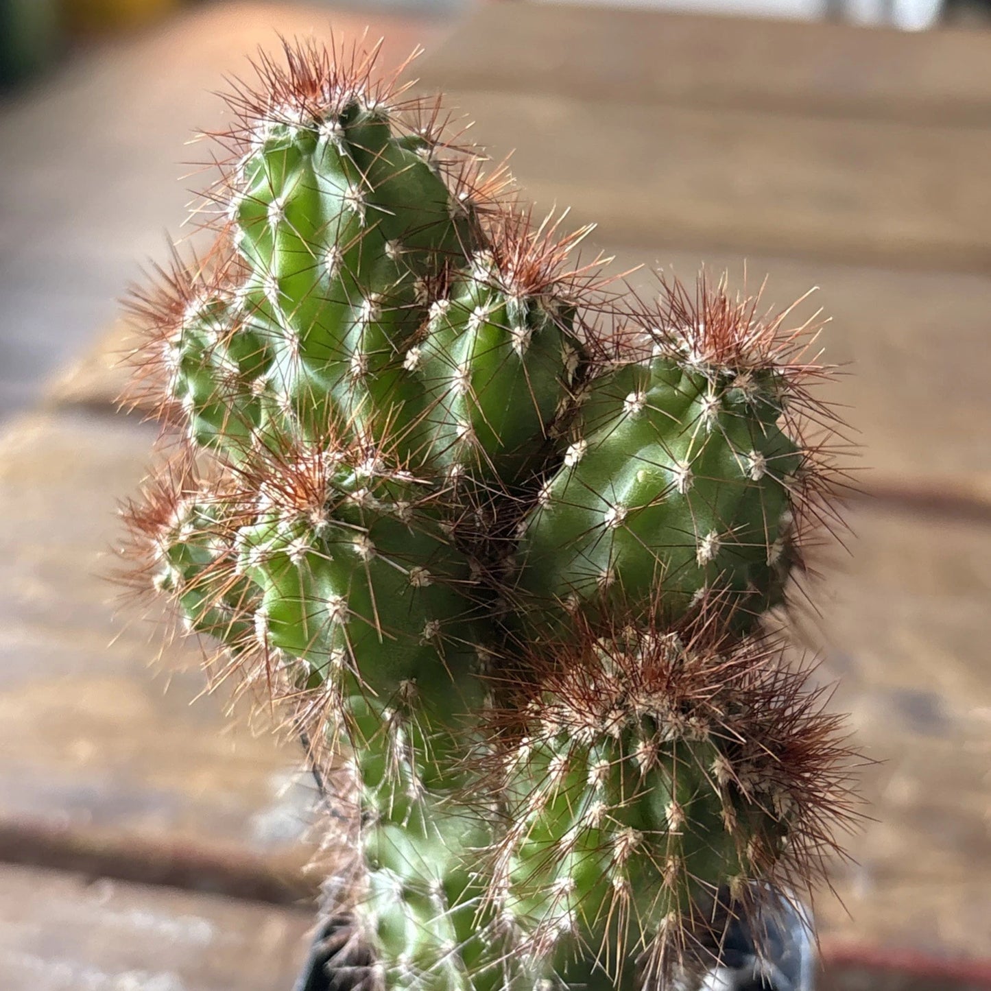 Cereus Plant 4" Pot Monstrose Variety Cereus repandus - Unique Peruvian Cactus for Indoor or Outdoor Decor