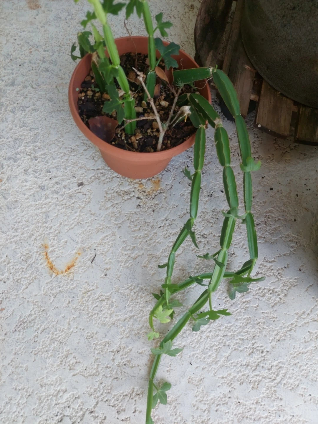 climbing succulent vine Cissus quadrangularis Plant Vine Climber