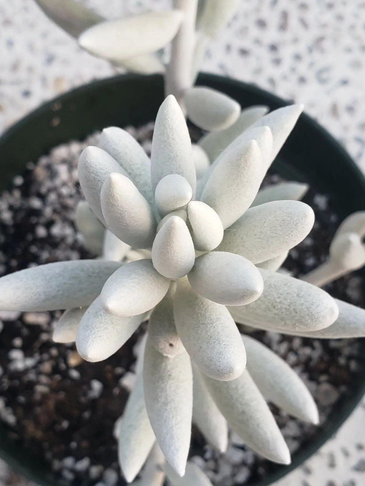 bulk succulents Succulent 2in Assorted Species main image 1
