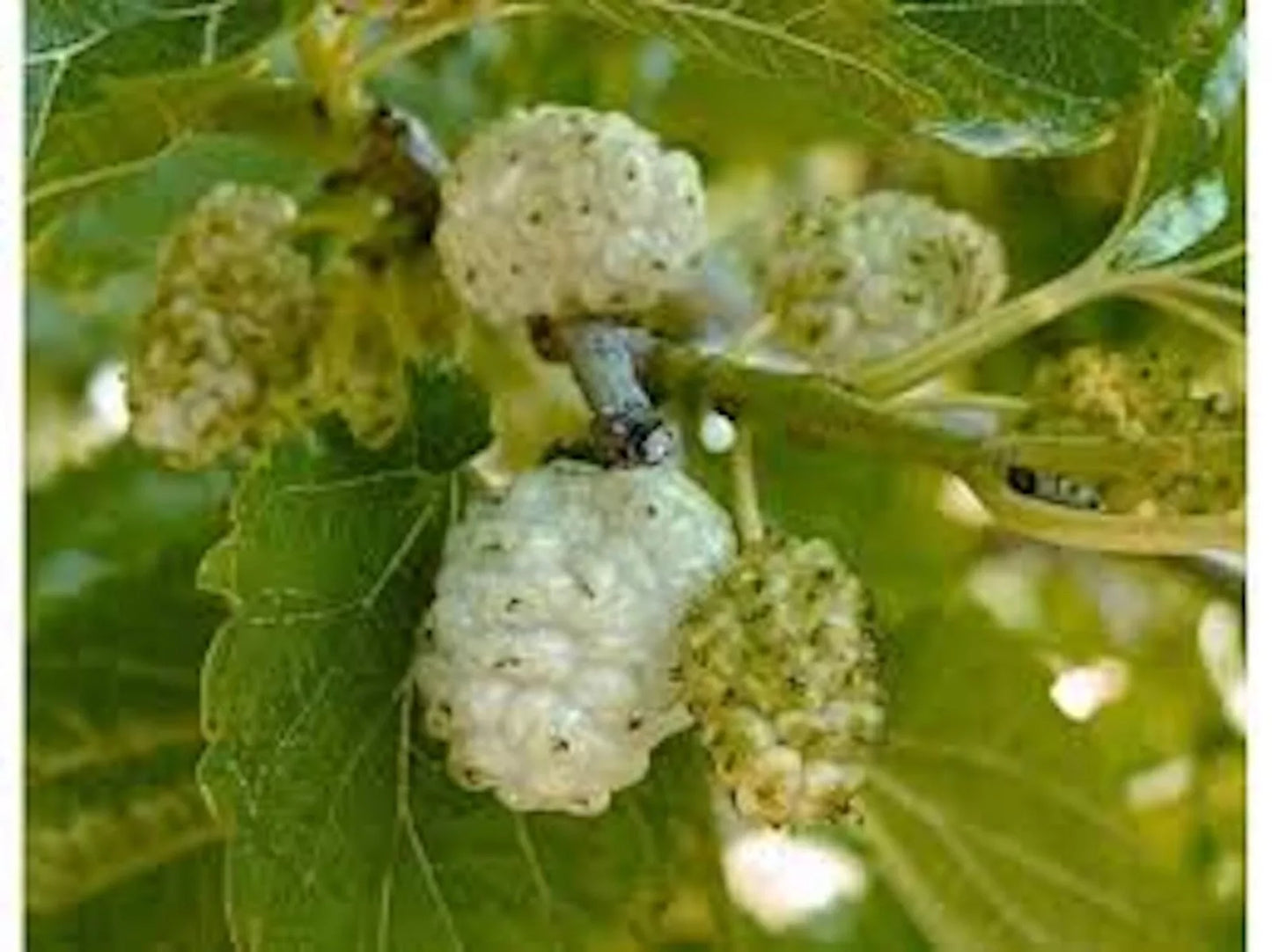 White Mulberry Tree 1-2ft Tall Bare Root Morus alba Fast Growing Hardy Zones 3-9 Live Plant