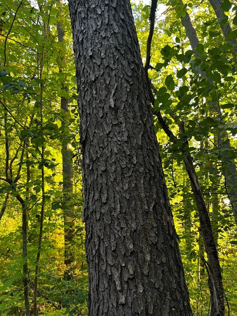Black Cherry Tree Seeds - Prunus serotina - Wild Cherry Variety - Free Shipping