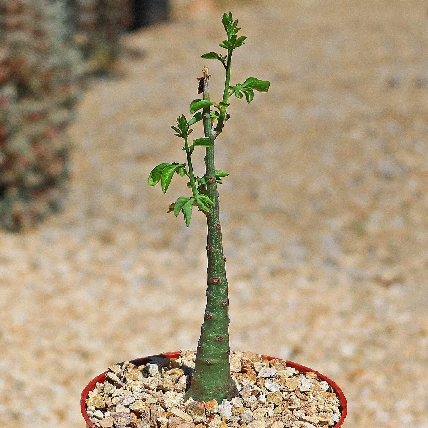 Adenia glauca Cactus Plant | Live Succulent | Unique Green Growth