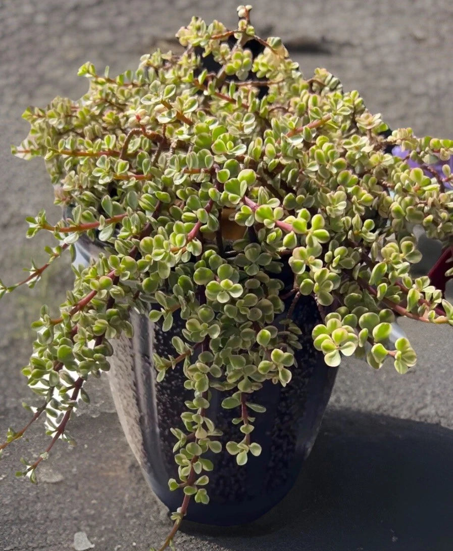 rainbow jade plant Rainbow Variegated Elephant Bush Dwarf Jade Plant Cuttings - 2 Unrooted  4-Inch