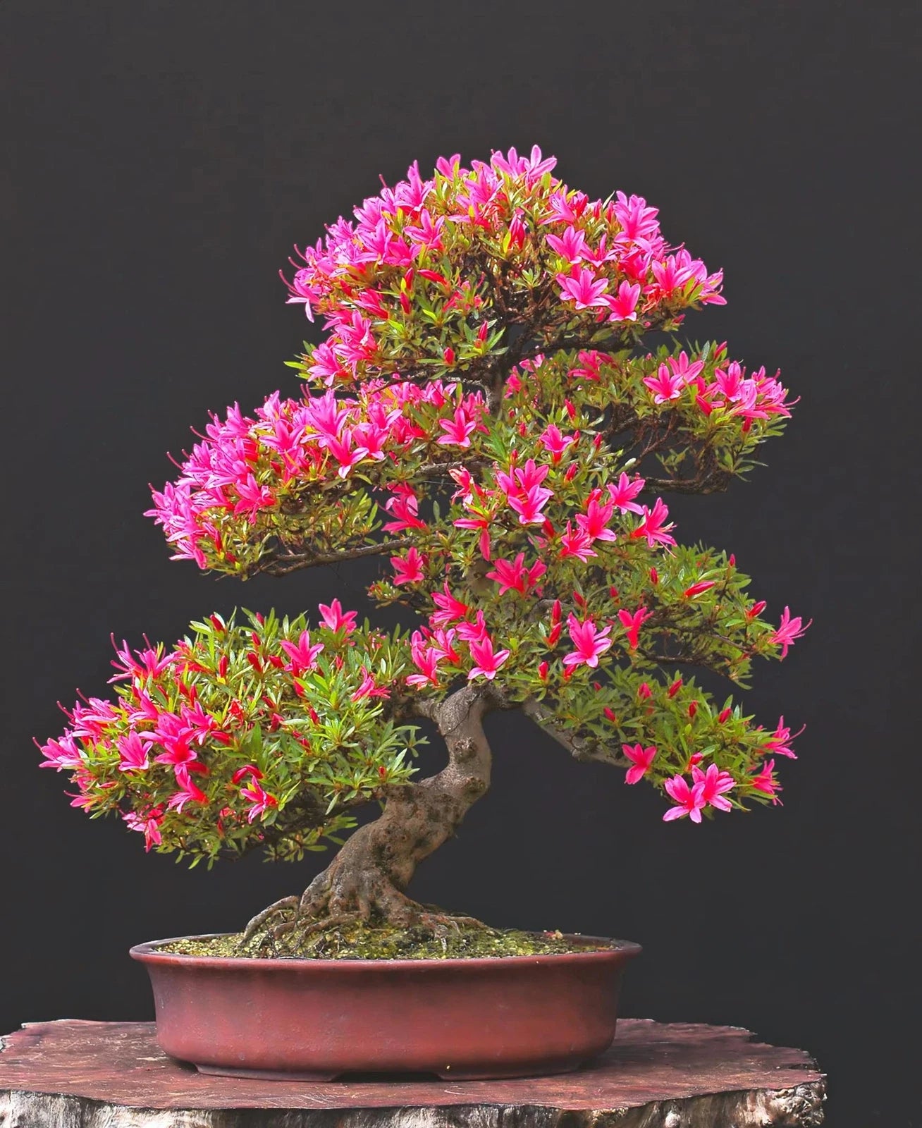 rhododendron bonsai tree Pink Azalea Bonsai Tree Seeds - 30 Seeds - Flowering Bonsai