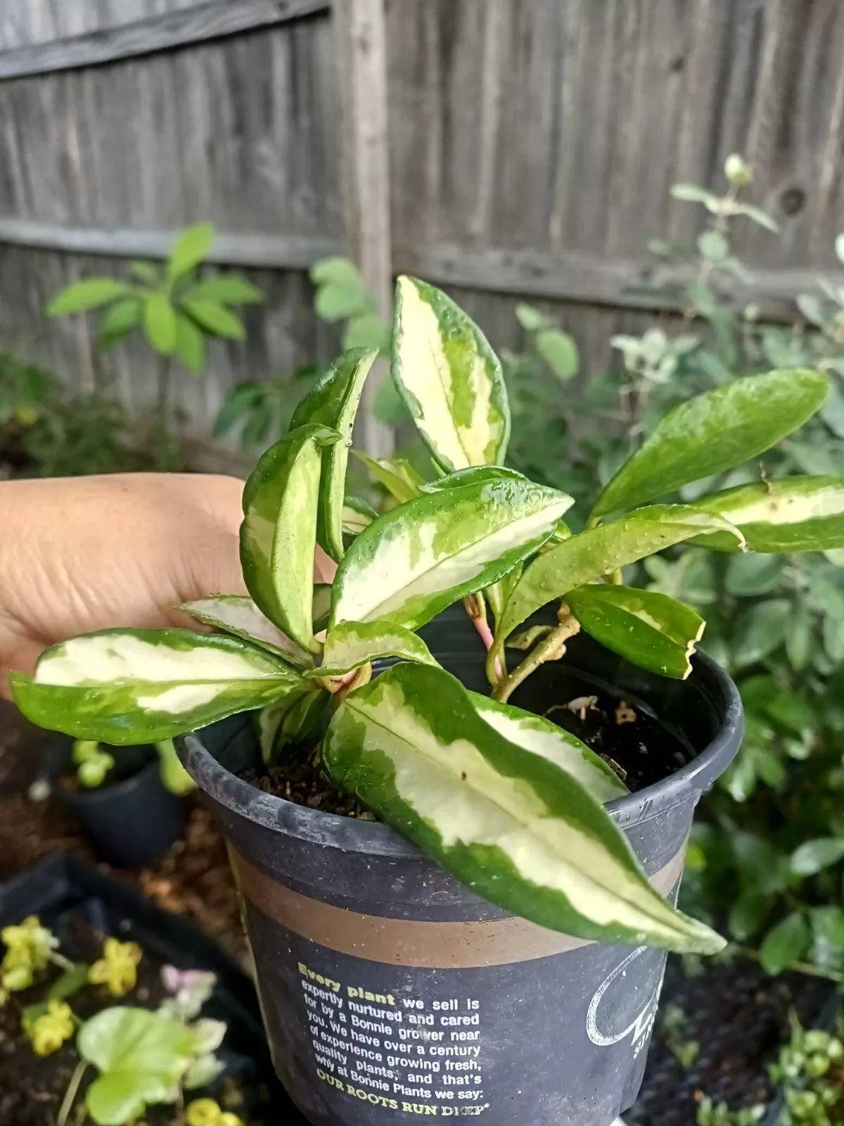 Hoya Wayetii Tricolor Plant in 4