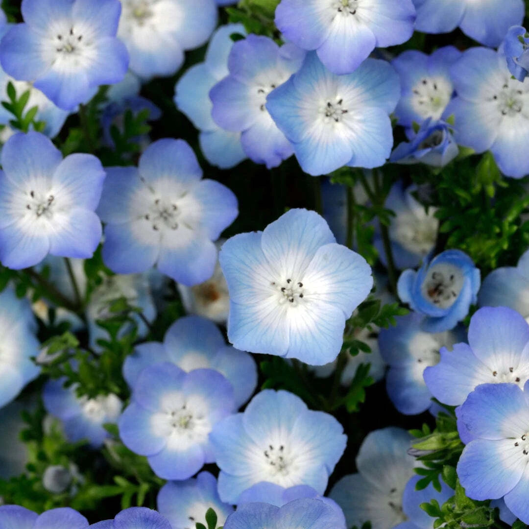 Nemophila Seeds - 200+ Baby Blue Eyes Wildflower Annual - Free Shipping - USA Grown