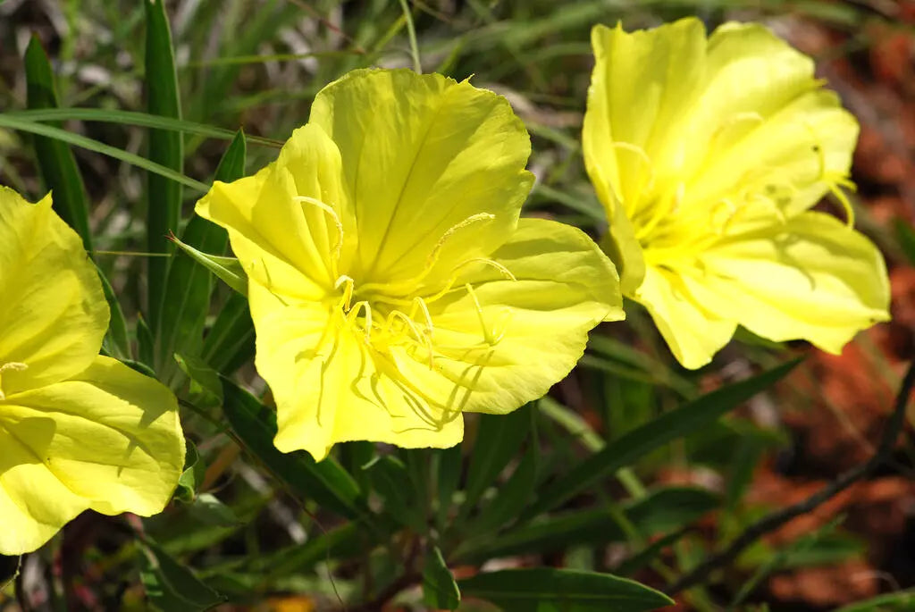 125 Seeds - Missouri Primrose Ozark Sundrop - Yellow - Oenothera missouriensis - Buy Any 15 Ships Free