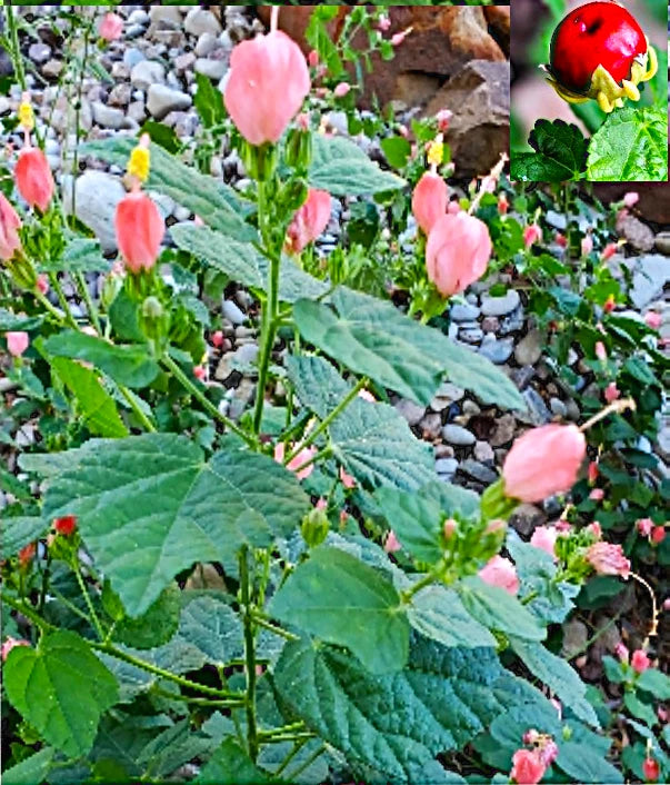 7+ Organic Pink Turk's Cap Seeds, Sleeping Hibiscus Flowers, 10/2024 Harvest, Hibiscus mutabilis