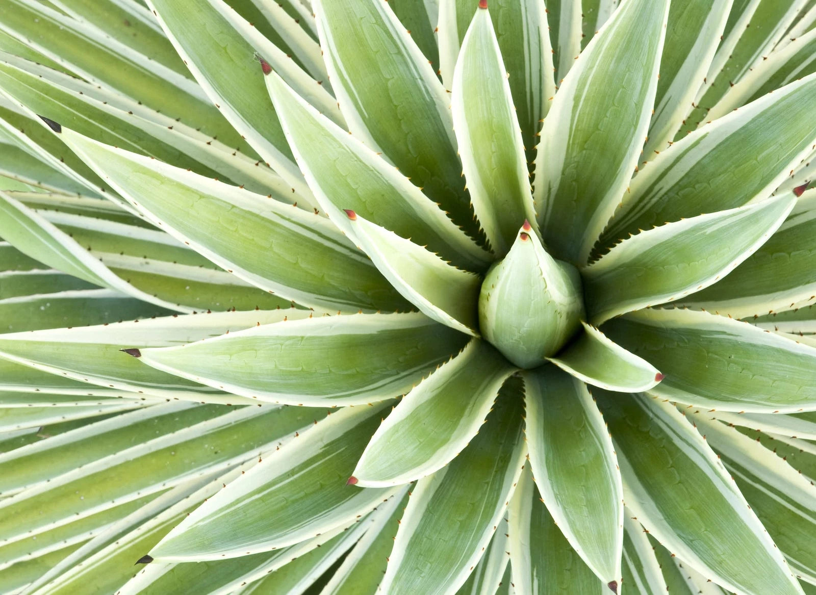 Agave Seed Mix - 50 Seeds - Varied Species for Planting