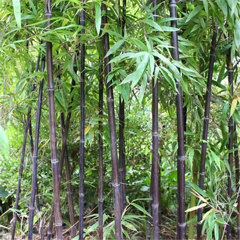 Black Bamboo Seeds - 52+ Cold Resistant Variety for Garden Decoration - Phyllostachys nigra