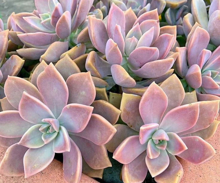 Pink Graptopetalum Paraguayense Ghost Plant - 3" Succulent - Easy Care Indoor Outdoor Plant