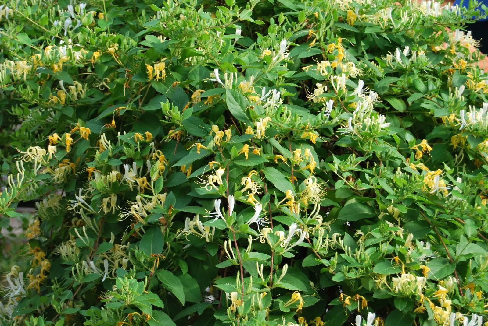 Honeysuckle Vine Live Starter Plant 6+ Inches - Lonicera spp