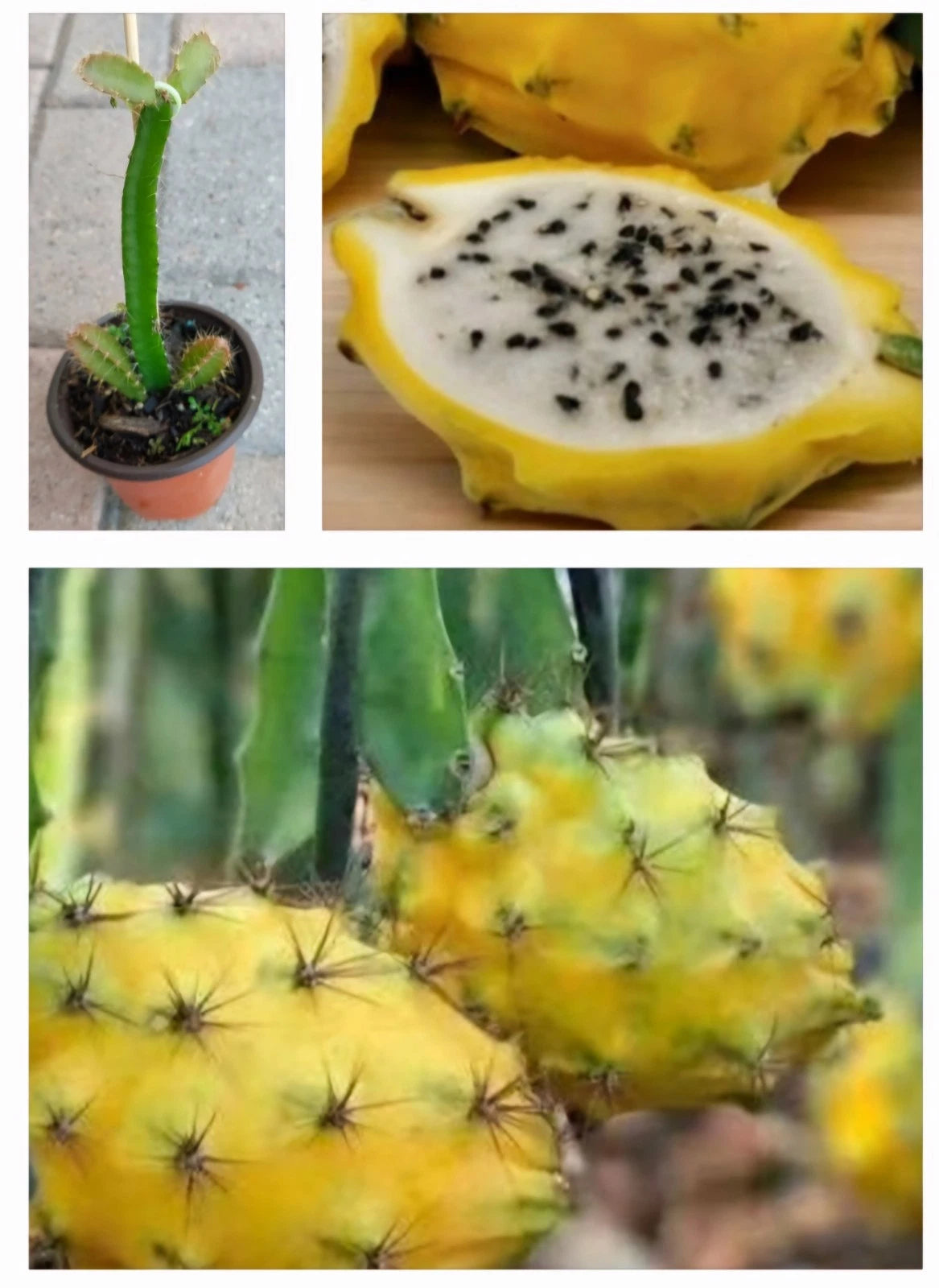 dragon fruit plant in pot Rooted Yellow Dragon Fruit Plant in Pot - Fruta del Dragón Amarilla