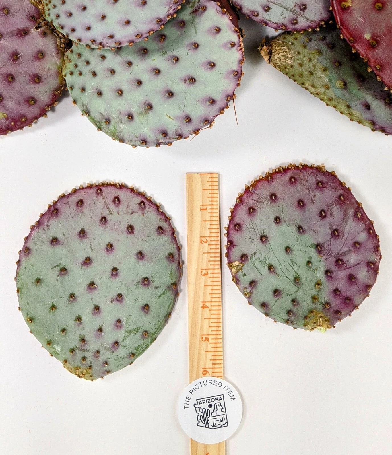 Santa Rita Purple Prickly Pear Cactus - 5-6