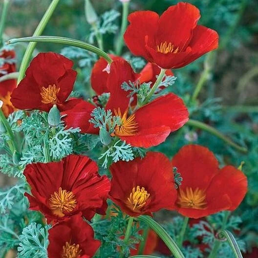 California Poppy Seeds Red Chief Non-GMO 1000 Seeds Eschscholzia californica Pollinator Friendly