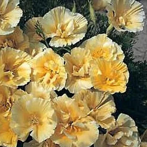 California Poppy Seeds, Buttermilk Double Pale Yellow, Eschscholzia californica, 25 Seeds for Planting