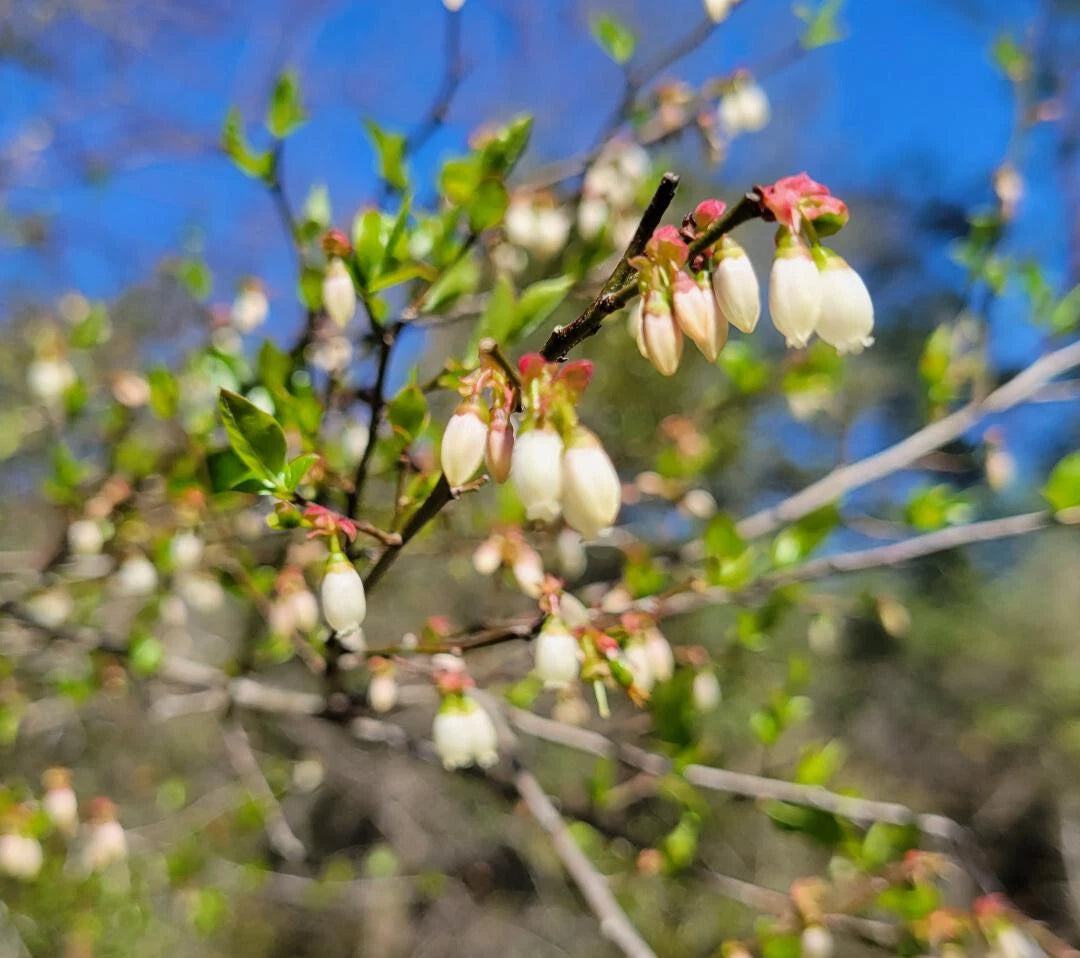 Elliott's Blueberry Seeds | 25 Count | Florida Native Ecotype | Vaccinium elliottii