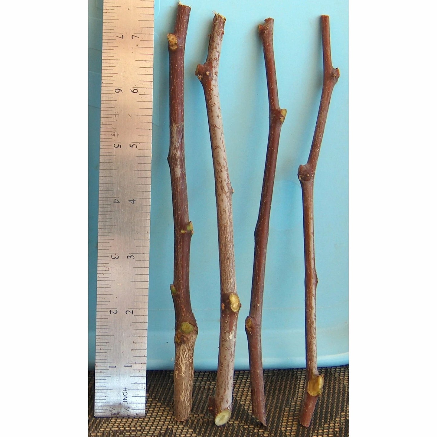 Sour Jujube Thin Cutting Rootstock Tree Plant 4" Scion-Wood Graft Ziziphus jujuba