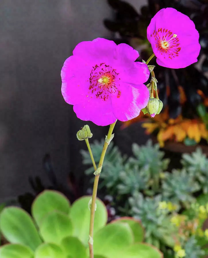 3 x Rock Purslane Cuttings - 5" Unrooted - Calandrinia spectabilis - Drought Tolerant Succulent Plant