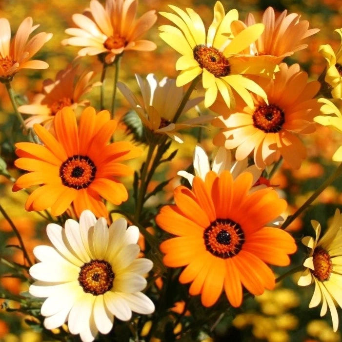 African Mix Daisy Seeds - 500+ Count - Cape Marigold, Rain - Ideal for 2025 Planting - Colorful Blooms for Gardens