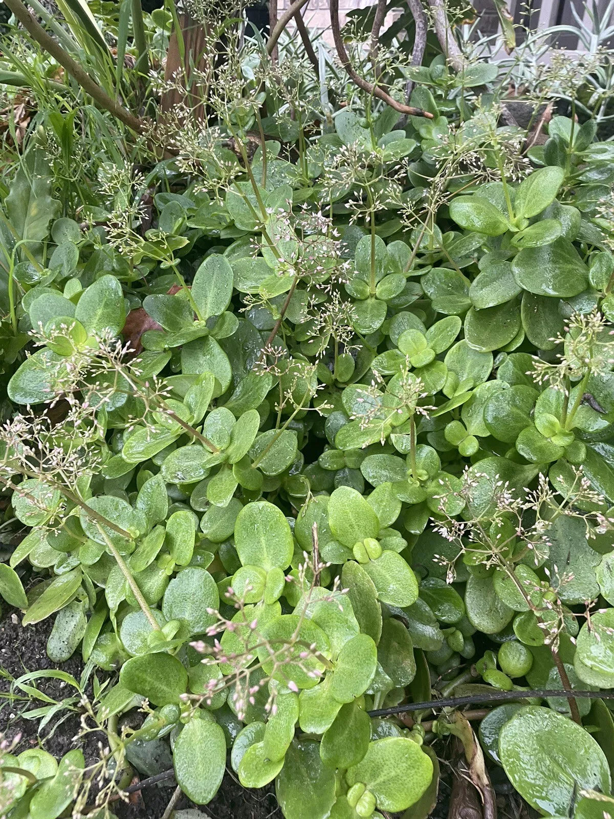 Crassula multicava 'Fairy Crassula' Cuttings, 5 Succulent Stems, Drought-Tolerant, USDA Zones 9-11