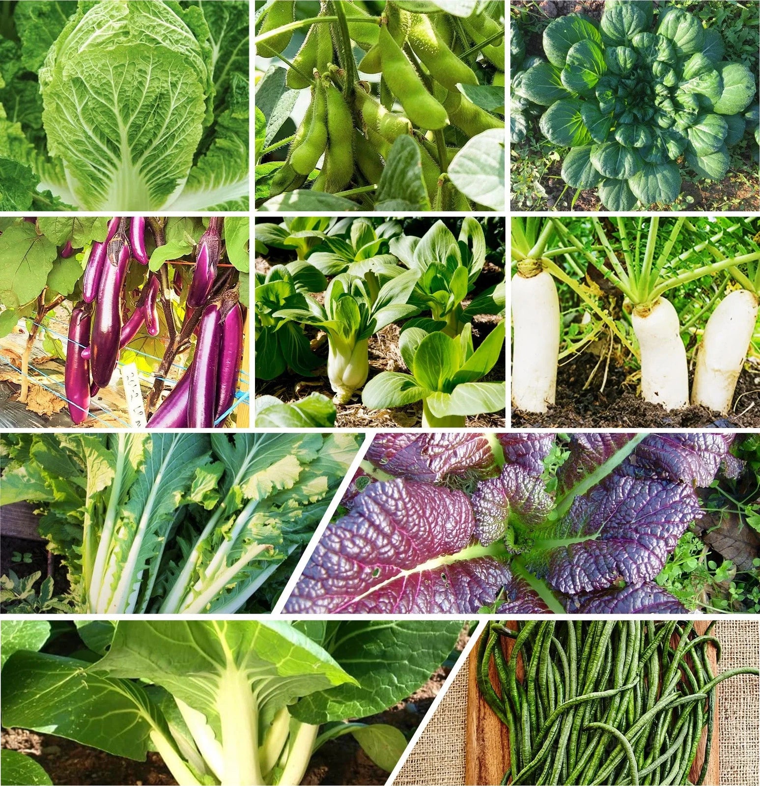organic garden vegetable seeds Asian Vegetable Seeds Mix - 10 Non-GMO Heirloom Seeds for 2025 Planting