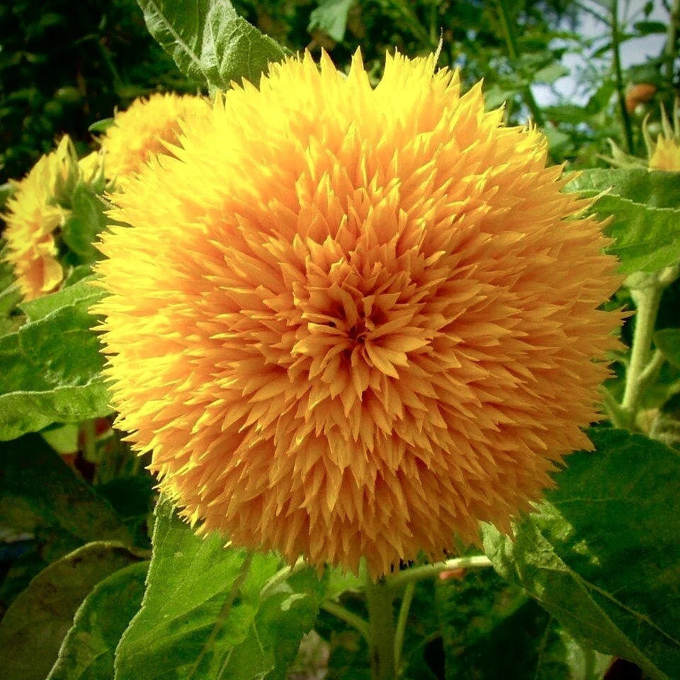 Dwarf Teddy Bear Sunflower Seeds - Non-GMO Heirloom | Rare Variety | Helianthus annuus