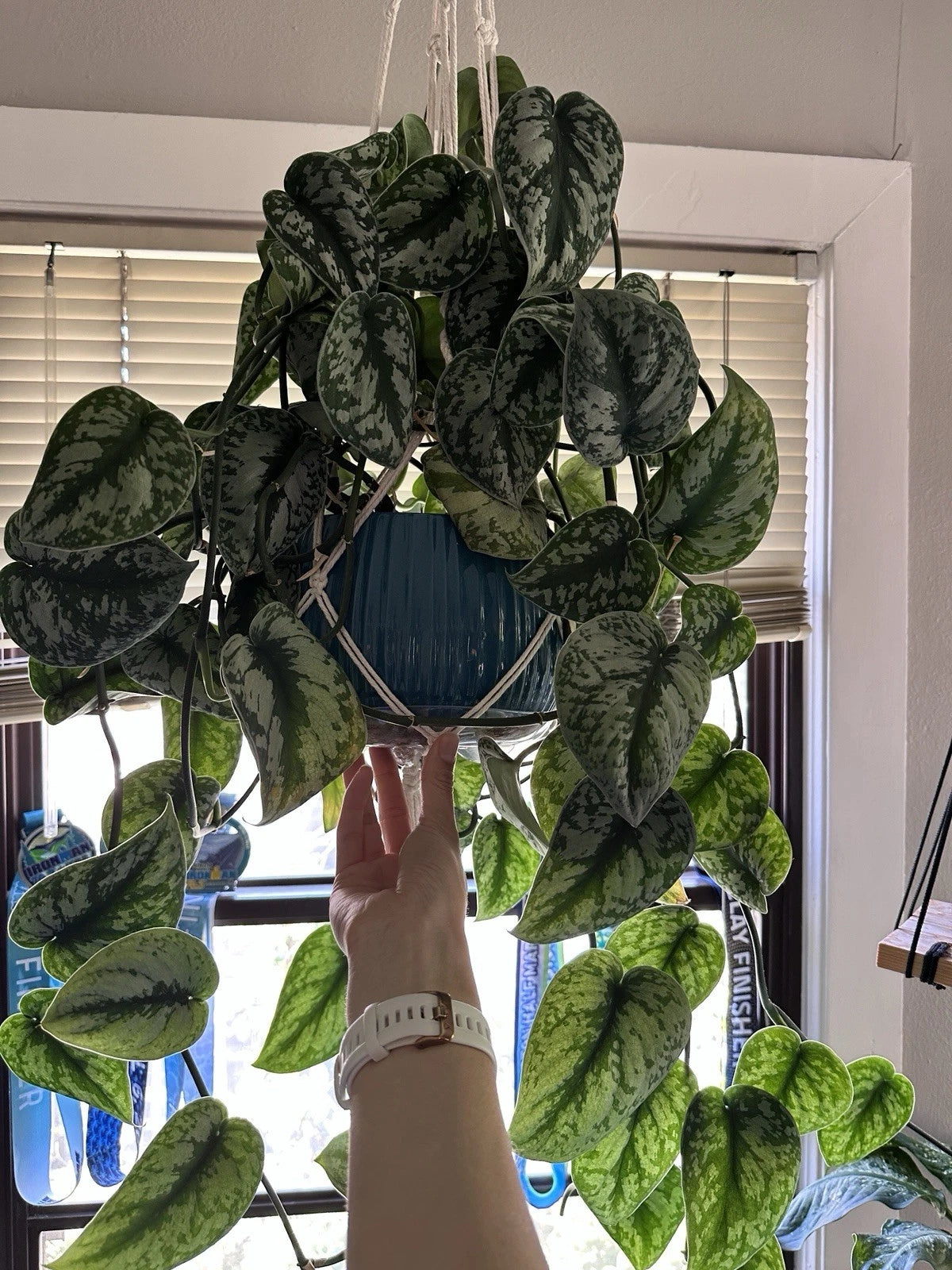 Scindapsus Pictus Exotica Silver - Rooted Cuttings - Elegant