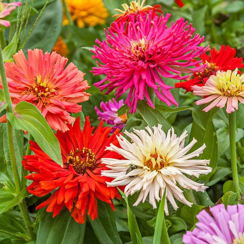 Cactus Flowered Zinnia Seeds Mix - 100+ Pack for Garden Planting - Zinnia elegans - USA