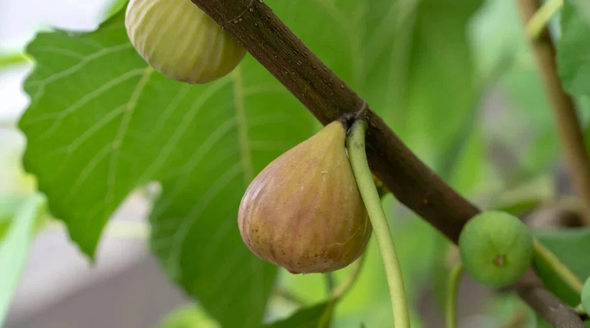 Atreano Fig Seeds - 100+ Seeds for Garden Planting - Ficus carica - USA Grown, Free Shipping