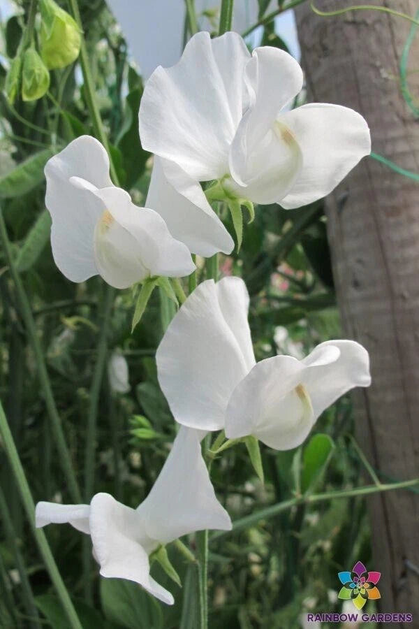 Cannes Sweet Pea Seeds - 50+ Pack for Garden Planting - Lathyrus odoratus - USA Grown - Free Shipping