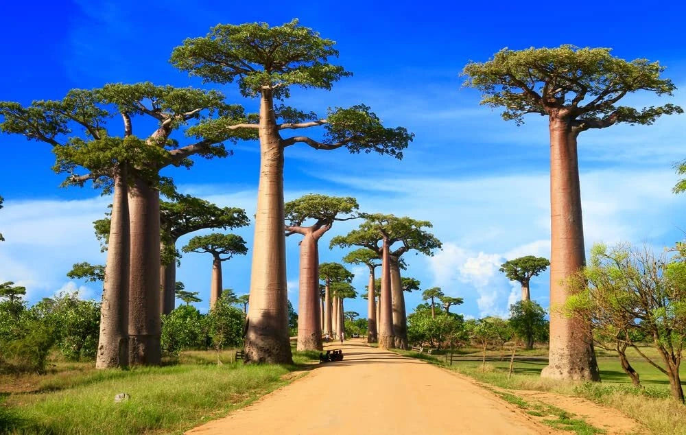Baobab Bonsai Tree Seeds - 5 Seeds - Adansonia digitata