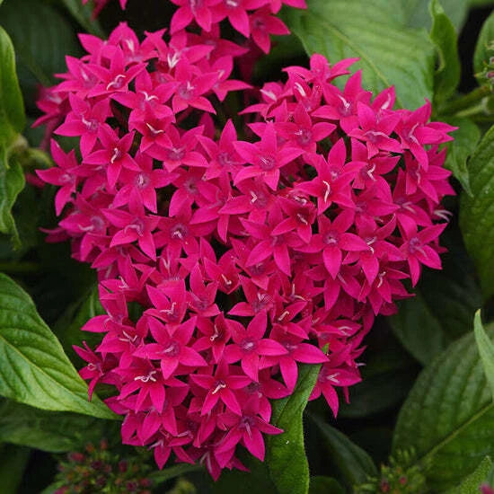 pentas plant seeds Pentas Seeds - 100 Count - Graffiti Lipstick - Pentas lanceolata