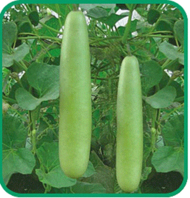 Calabash Bottle Gourd Seeds - Med-Long Edible Lauki Dudhi Opo - Bitter Melon - Asian Variety