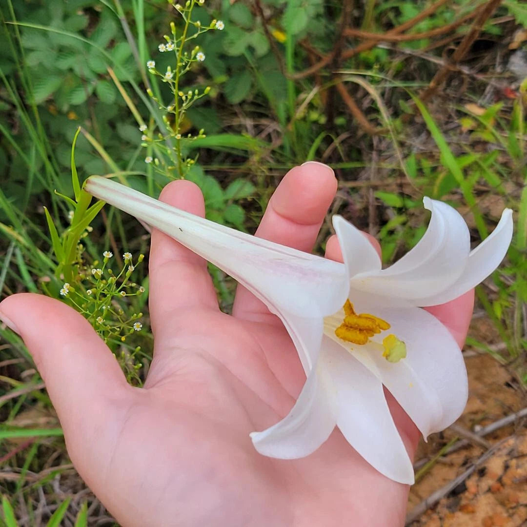 white lily flower seeds Philippine Lily Seeds | 25 Count | White Flower