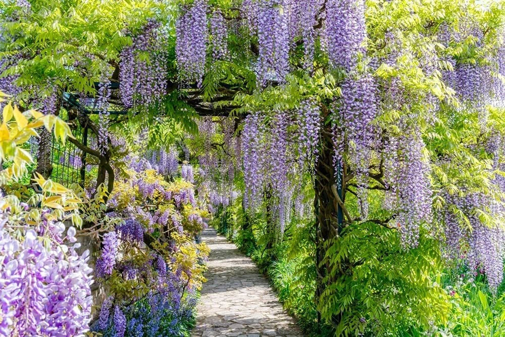Chinese Wisteria Vine Seeds, 10 Pack - Wisteria sinensis - Grow Beautiful Purple Flowers, Perfect for Trellises and Arbors