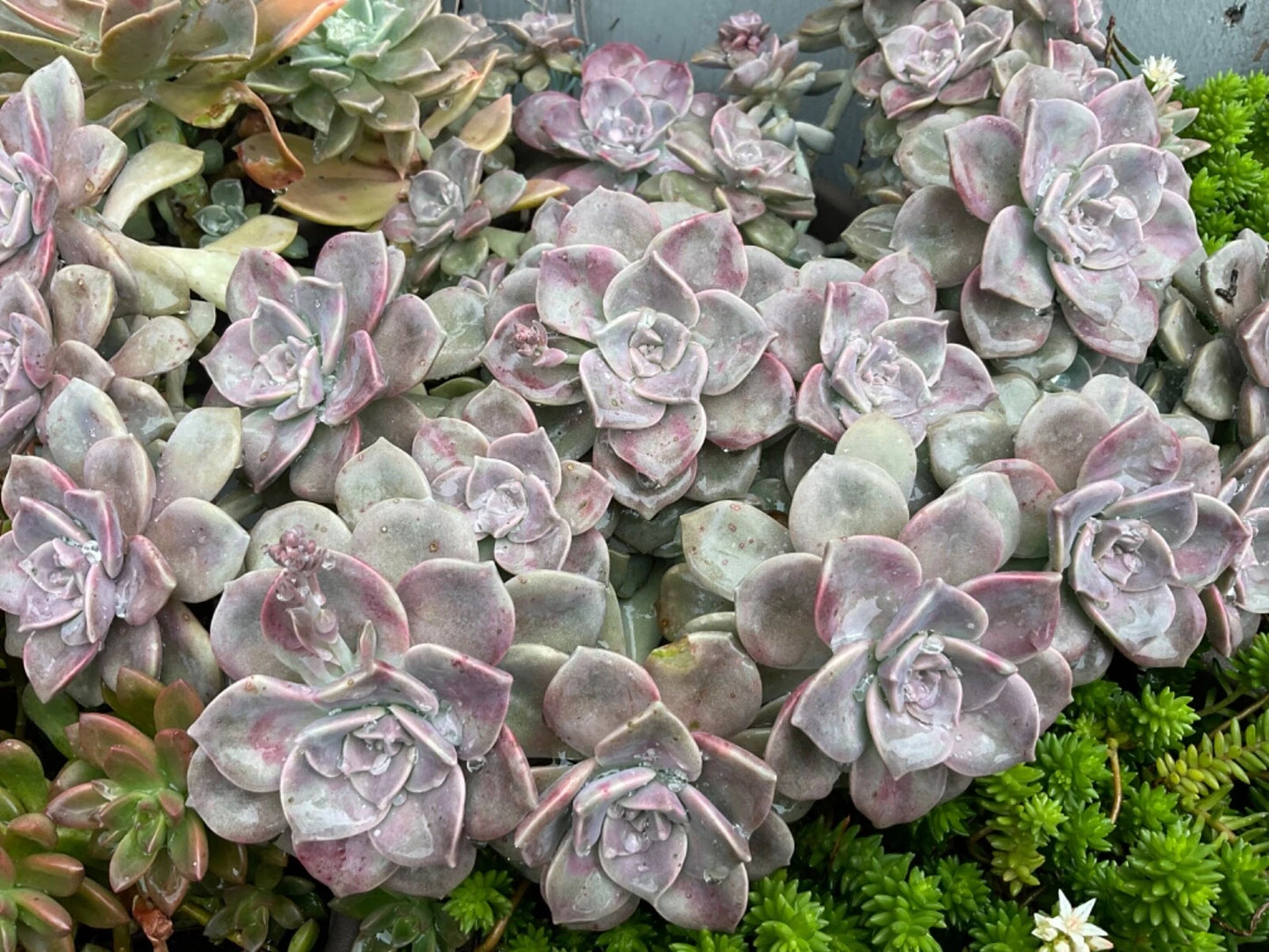 Graptopetalum "Purple Delight" Succulent Cuttings - 2 Live Plant Cuttings for Indoor Gardening