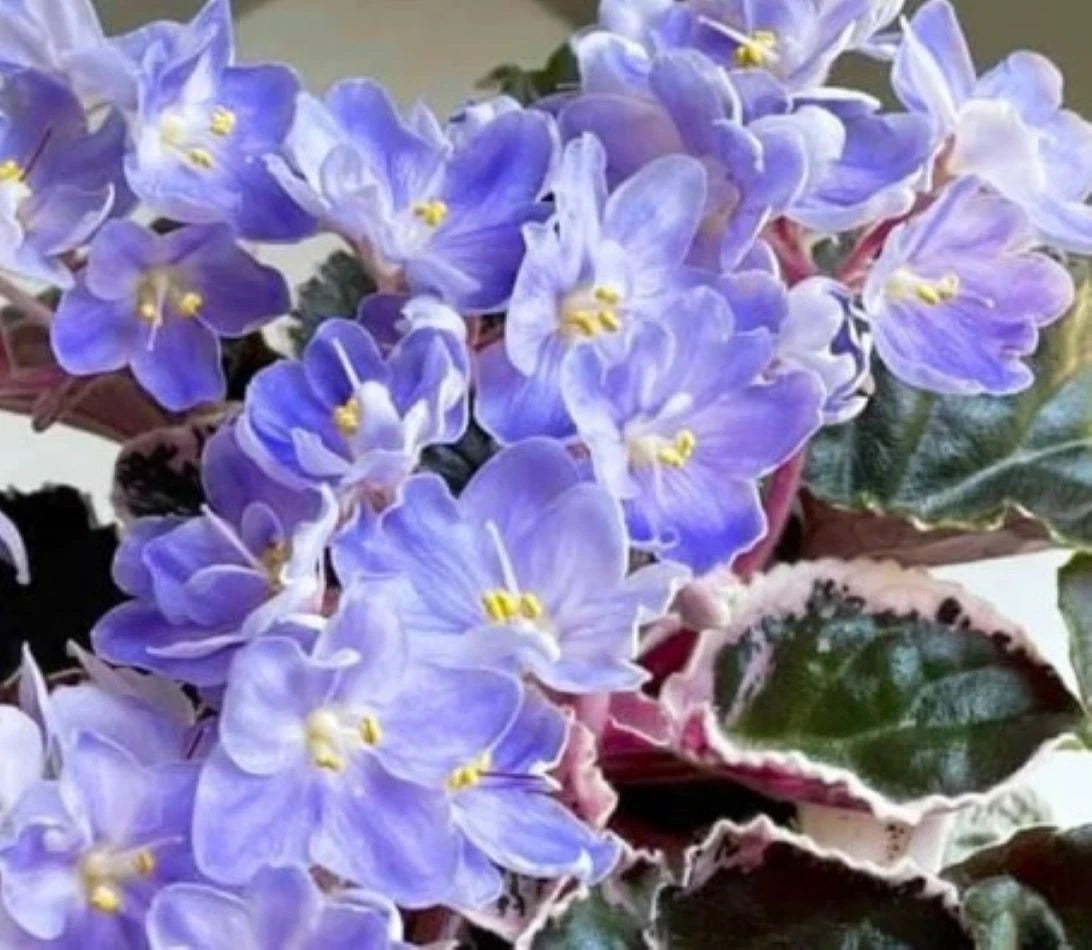 African Violet Leaves - 2 Pack - K's Sage Wand - Saintpaulia ionantha