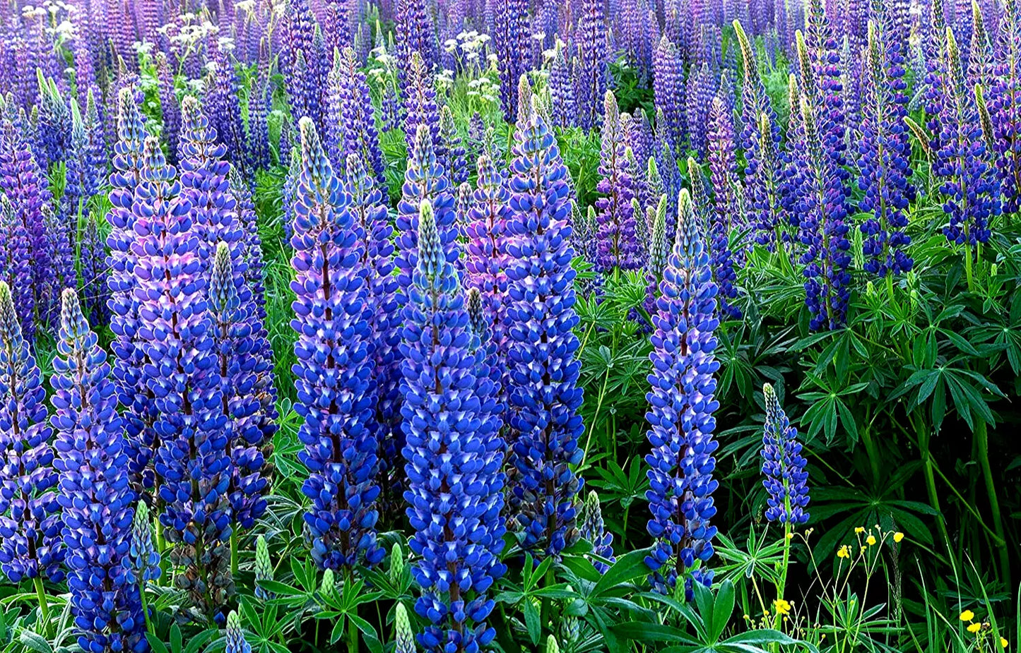 40 Seeds - Lupine Wildflower Perennial - GroCo - Lupinus Perennis - Free Shipping on 15 Packs