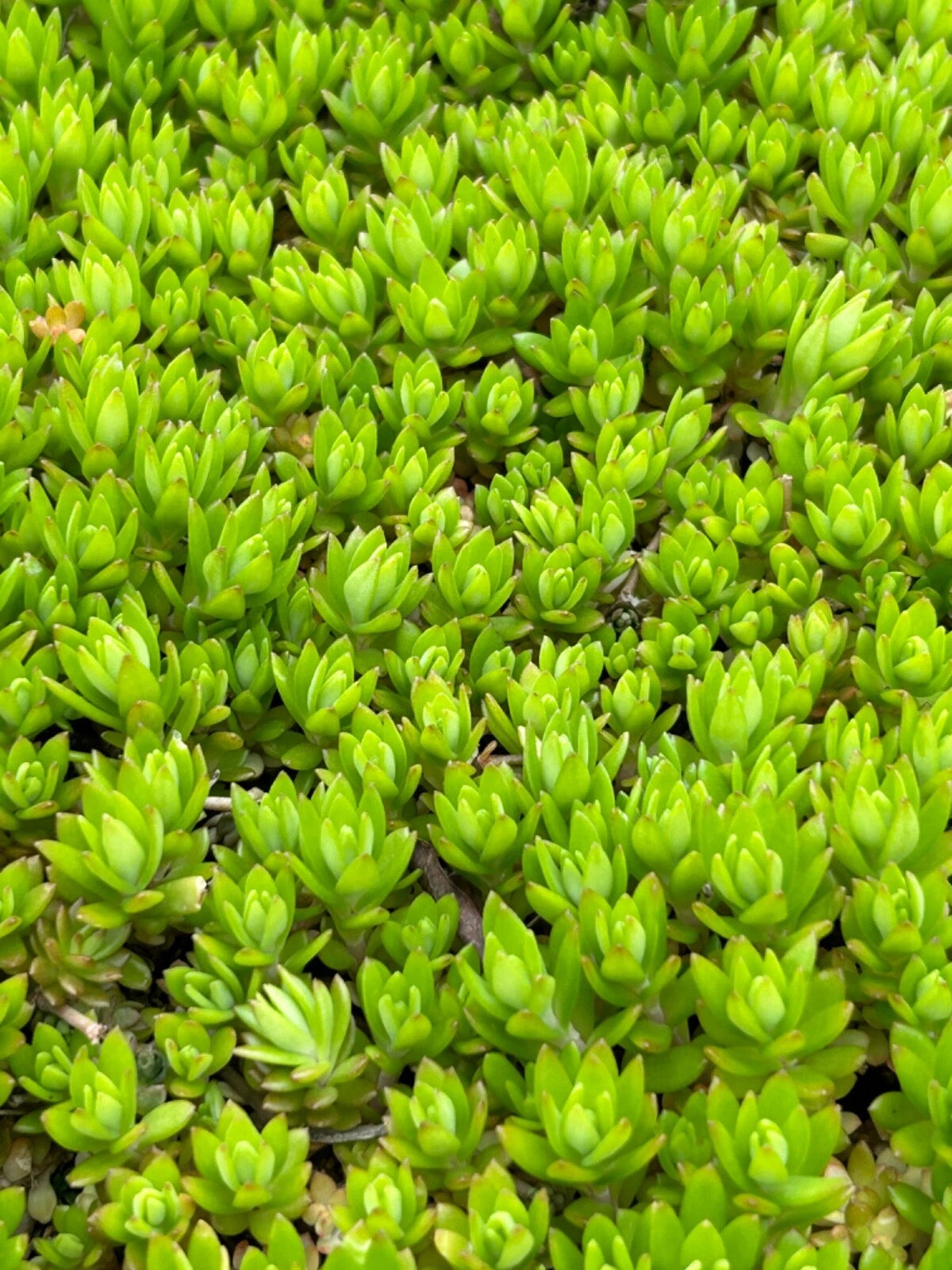 Angelina Sedum Live Plants - 5in Perennial Ground Cover - Organic, Pesticide-Free - Sedum rupestre 'Angelina' (Set of 5)