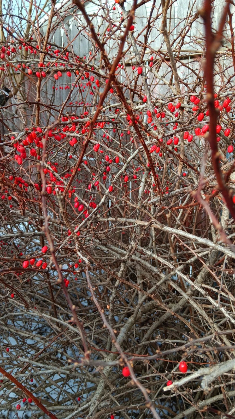 Japanese Barberry Bush Cuttings - 6 Organic Edible Berry Cuttings - Berberis thunbergii