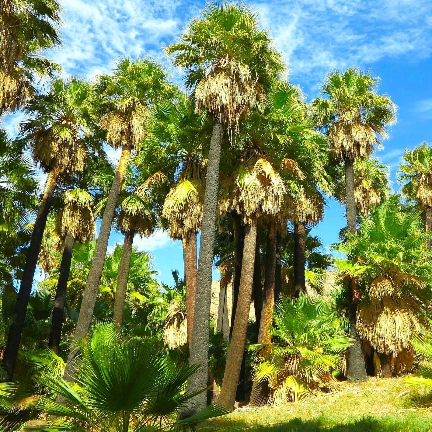 fast shipping garden seeds Giant California Palm Tree Seeds - Washingtonia - Fast Shipping