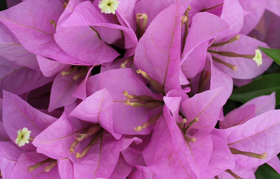 Bougainvillea Starter Plant - RIJNSTAR LILA Variety - Live Plug Plant - USA Seller - Well Rooted