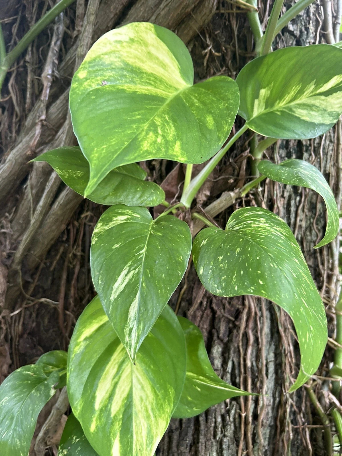 climbing pothos Large Bare Root Cutting - Climbing Pothos Plant 12"-15" - Epipremnum aureum
