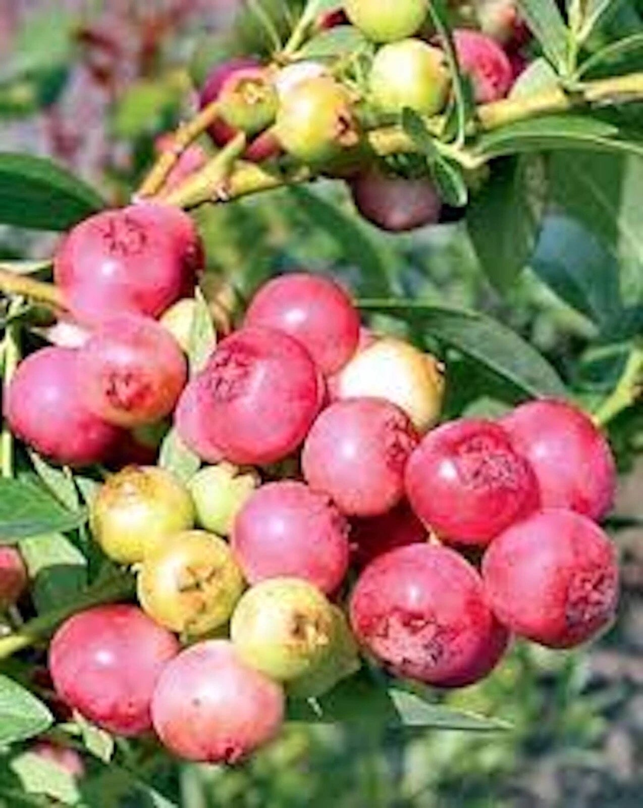 Blueberry Plant 1 Gallon Pink Lemonade Vaccinium Rabbiteye Edible Fruit Bushy Shrub, Sweet Berries, Zones 4-9