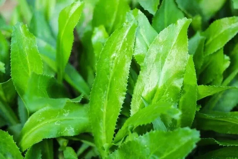 Culantro Seeds 500 Count | Recao | Ngò Gai | Cilantro | Coriander Seeds for Home Gardening