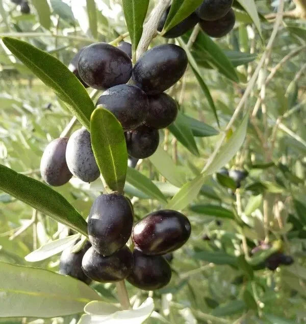 thumbnail image 2 of 10+ Kalamata Olive Seeds For Planting – Grow Your Own Olive Tree – USA Fast Shipping 2 of 6
